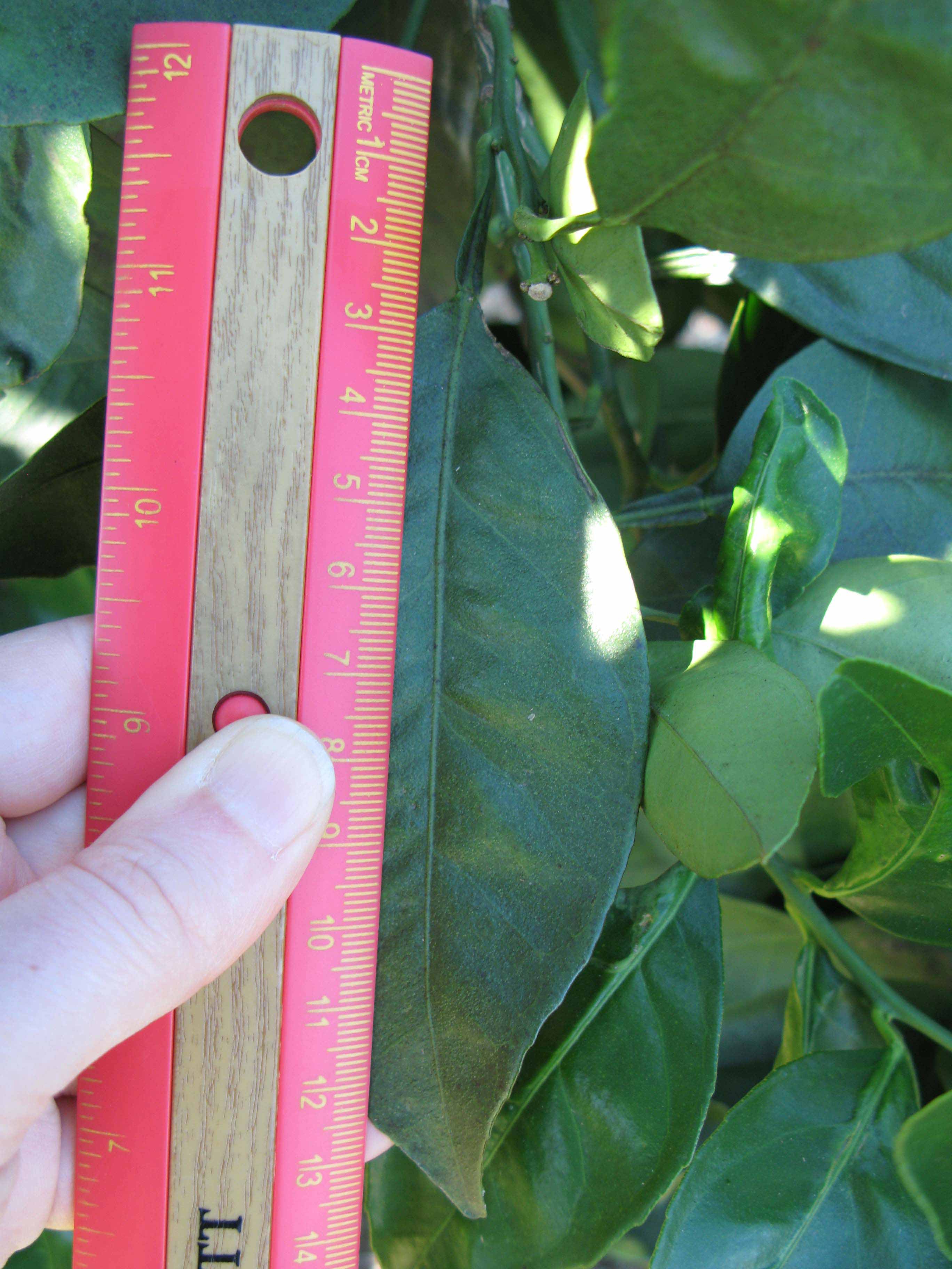              Unifoliolate leaf (Winter Haven, FL)       